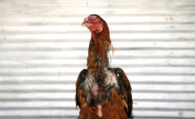 A fighting rooster named Taj Kofte stands after being posed for a photo at the bird market. Friday, June 13, 2025, Kabul, Afghanistan. (AP Photo/Ebrahim Noroozi)