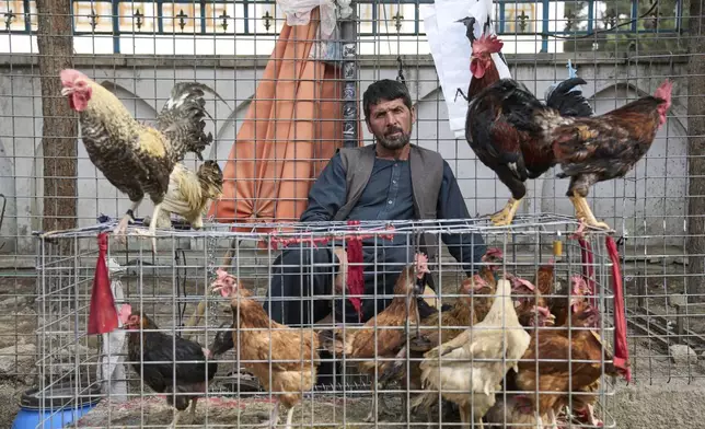 An Afghan rooster and chicken seller waits for customers at the bird market, where some roosters are sold for illegal cockfighting, in Kabul, Afghanistan, Friday, June 13, 2025. (AP Photo/Ebrahim Noroozi)