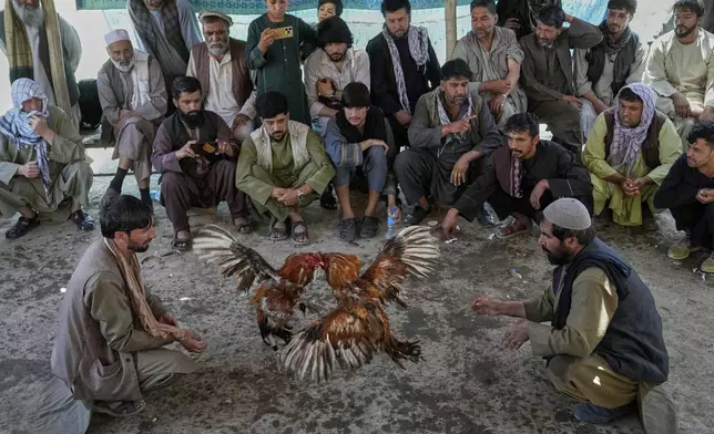 Afghan men watch roosters fighting at an illegal cockfighting venue in Kabul, Afghanistan, Friday, May 30, 2025. (AP Photo/Ebrahim Noroozi)
