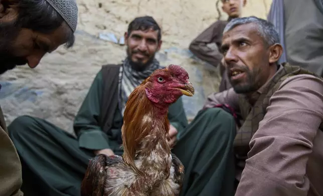 A fighting rooster is healed after a fight while owners wait for the next battle at a cockfighting venue in Kabul, Afghanistan, Friday, May 30, 2025. (AP Photo/Ebrahim Noroozi)