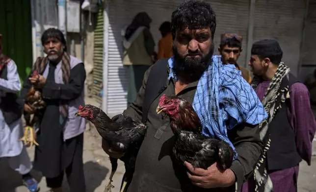 Afghan sellers wait for customers with their roosters, which are being sold for illegal cockfighting, at the bird market in Kabul, Afghanistan, Friday, June 13, 2025. (AP Photo/Ebrahim Noroozi)