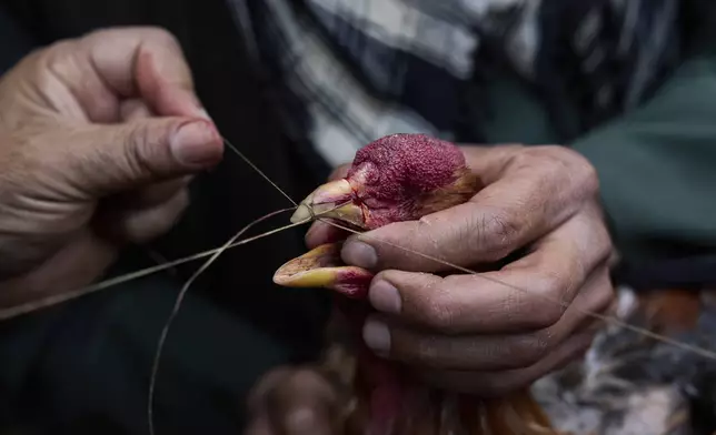 An owner tends to his rooster after a fight at an illegal cockfighting venue in Kabul, Afghanistan, Friday, May 30, 2025. (AP Photo/Ebrahim Noroozi)