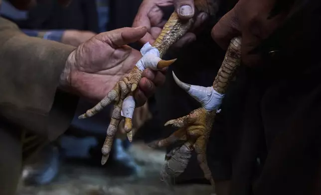 Owners attach artificial fighting spikes and claws to the legs of their roosters before a battle at a cockfighting venue in Kabul, Afghanistan, Friday, May 30, 2025. (AP Photo/Ebrahim Noroozi)"