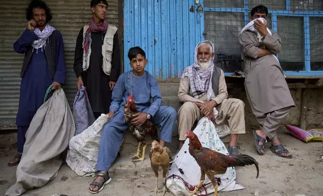 Afghan rooster and chicken sellers wait for customers at the bird market, where some roosters are sold for illegal cockfighting, in Kabul, Afghanistan, Friday, June 13, 2025. (AP Photo/Ebrahim Noroozi)