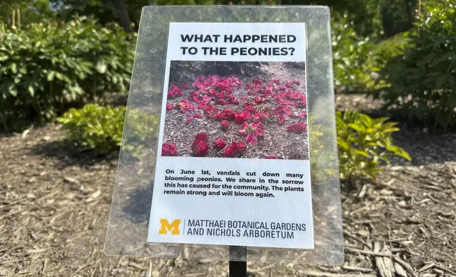 A sign informs visitors that some of the peonies were vandalized the day before at Nichols Arboretum's W.E. Upjohn Peony Garden Monday, June 2, 2025, in Ann Arbor, Mich. (AP Photo/Mike Householder)