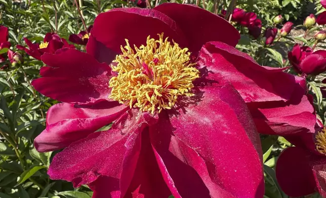 A peony is on display at Nichols Arboretum's W.E. Upjohn Peony Garden Monday, June 2, 2025, in Ann Arbor, Mich. (AP Photo/Mike Householder)