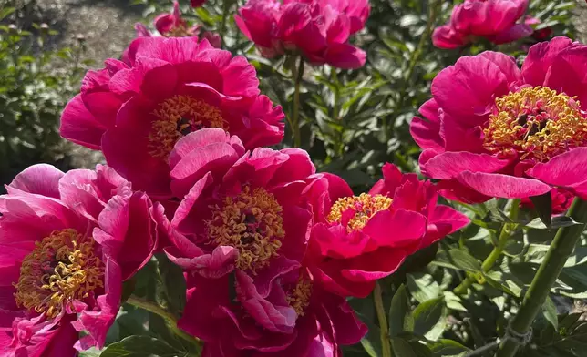 Peonies are on display at Nichols Arboretum's W.E. Upjohn Peony Garden Monday, June 2, 2025, in Ann Arbor, Mich. (AP Photo/Mike Householder)