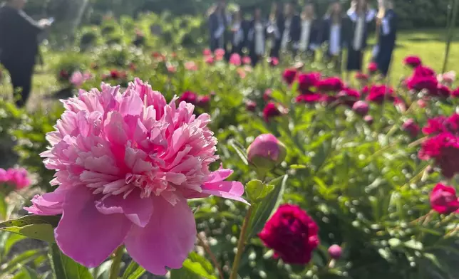 A peony is on display with soon-to-be high school graduates posing for photos in the distance at Nichols Arboretum's W.E. Upjohn Peony Garden, Monday, June 2, 2025, in Ann Arbor, Mich. (AP Photo/Mike Householder)