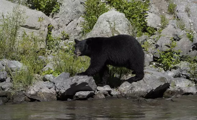 A black bear walks along a rocky bank of the Klamath River, Thursday, Sept. 19, 2024, in Humboldt County, Calif. (AP Photo/Godofredo A. Vásquez)