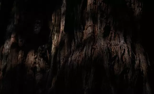 Sunlight highlights the bark on a tree located in land that will be returned to the Yurok Tribe, Thursday, Sept. 19, 2024, in Humboldt County, Calif. (AP Photo/Godofredo A. Vásquez)
