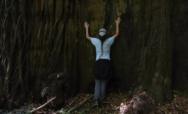 Sarah Beesley, fisheries biologist for the Yurok Tribe, hugs a tree located in land that will be returned to the Yurok Tribe, Thursday, Sept. 19, 2024, in Humboldt County, Calif. (AP Photo/Godofredo A. Vásquez)