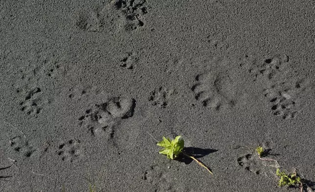 Wildlife footprints are visible on a bank of the Klamath River, Thursday, Sept. 19, 2024, in Humboldt County, Calif. (AP Photo/Godofredo A. Vásquez)