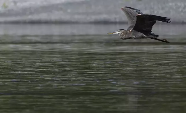 A great blue heron flies above the Klamath River, Thursday, Sept. 19, 2024, in Humboldt County, Calif. (AP Photo/Godofredo A. Vásquez)