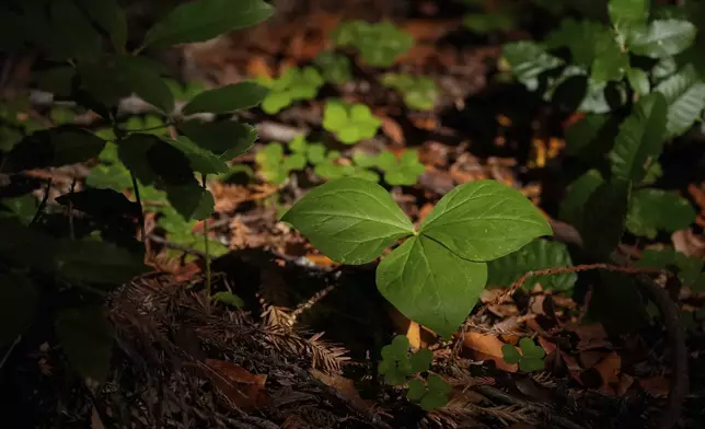 Sunlight falls on smalls plants located in land that will be returned to the Yurok Tribe, Thursday, Sept. 19, 2024, in Humboldt County, Calif. (AP Photo/Godofredo A. Vásquez)