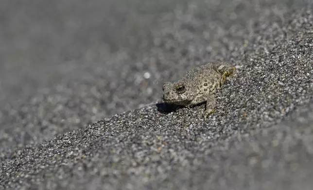 A western toad sits on the sand along the Klamath River, Thursday, Sept. 19, 2024, in Humboldt County, Calif. (AP Photo/Godofredo A. Vásquez)