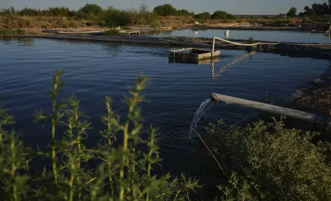 Groundwater fills artificial ponds for barramundi Saturday, April 19, 2025, at a Mainstream USA fish farm in Dateland, Ariz. (AP Photo/Joshua A. Bickel)