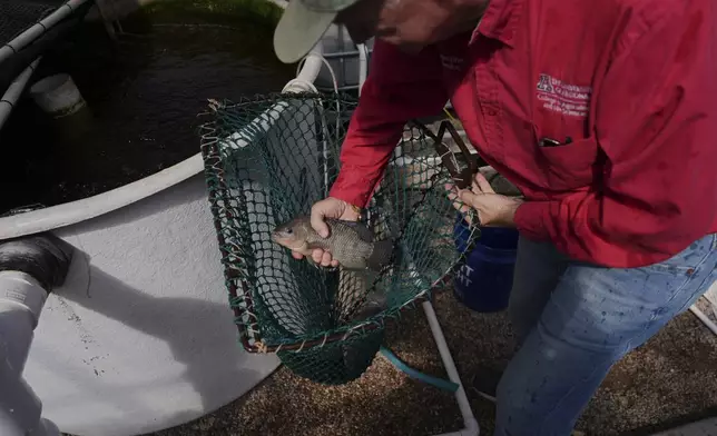 Kevin Fitzsimmons holds a farmed tilapia Sunday, April 20, 2025, at a research lab in Tucson, Ariz. (AP Photo/Joshua A. Bickel)