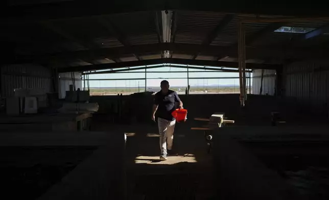 Matt Mangan, president of Mainstream USA, prepares to feed juvenile barramundi fish Saturday, April 19, 2025, at a fish farm in Dateland, Ariz. (AP Photo/Joshua A. Bickel)