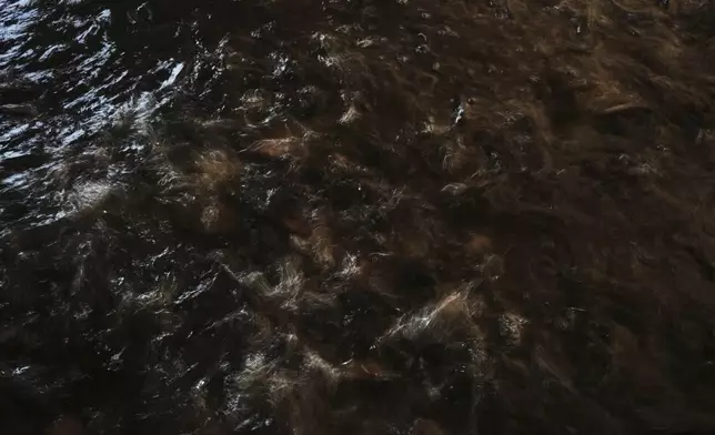 Juvenile barramundi thrash in a pond after being fed Saturday, April 19, 2025, at a Mainstream USA fish farm in Dateland, Ariz. (AP Photo/Joshua A. Bickel)