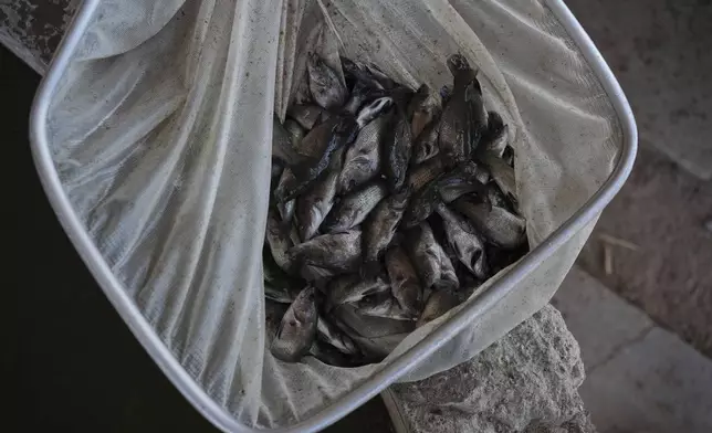 Juvenile barramundi fish sit in a net Saturday, April 19, 2025, at a Mainstream USA fish farm in Dateland, Ariz. (AP Photo/Joshua A. Bickel)