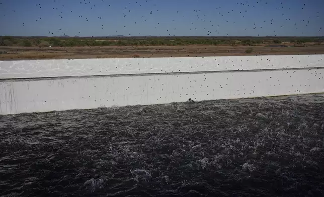 Fish food flies into a pond Saturday, April 19, 2025, at a Mainstream USA fish farm in Dateland, Ariz. (AP Photo/Joshua A. Bickel)
