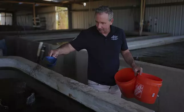 Matt Mangan, president of Mainstream USA, feeds juvenile barramundi fish Saturday, April 19, 2025, at a fish farm in Dateland, Ariz. (AP Photo/Joshua A. Bickel)