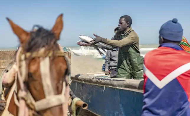 Fishermen unload their catch after returning from fishing in Saint-Louis, Senegal, Thursday, March 13, 2025. (AP Photo/Sylvain Cherkaoui)