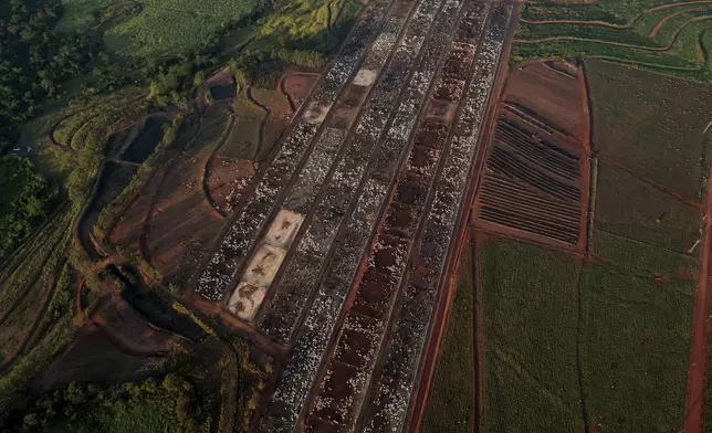 Cattle are held at a feedlot operated by the Otavio Lage group in Goianesia, Goias state, Brazil, Friday, June 13, 2025. (AP Photo/Eraldo Peres)
