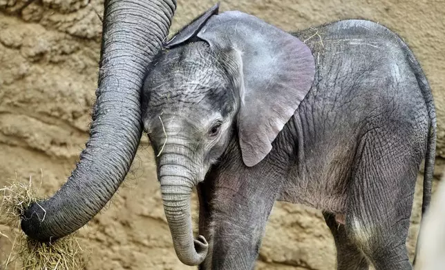 Two-week-old African elephant Kaja stands next to its mother in the Opel Zoo in Kronberg near Frankfurt, Germany, Thursday, June 12, 2025. (AP Photo/Michael Probst)
