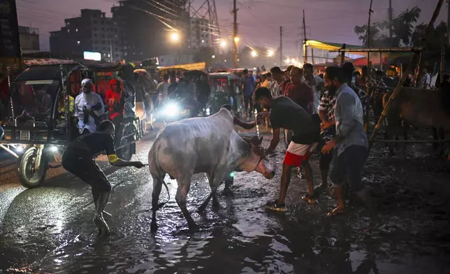 Customers tackle a cow they purchased for sacrifice at the Hazaribagh cattle market ahead of Eid al-Adha in Dhaka, Bangladesh, on Thursday, June 5, 2025. (AP Photo/Mahmud Hossain Opu)