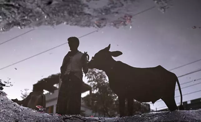 A vendor at a livestock market is reflected in a pool of water as he waits for customers ahead of the Muslim festival of Eid al-Adha, in Dhaka, Bangladesh, Thursday, June 5, 2025. (AP Photo/Mahmud Hossain Opu)