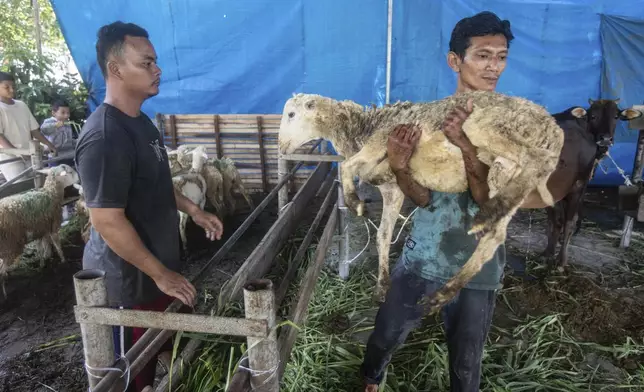 A worker carries a sheep to be slaughtered whose meat later distributed to the poor, during the celebration of Eid al-Adha, or the Feast of the Sacrifice, at Aljihad Mosque in Medan, North Sumatra, Indonesia, Friday, June 6, 2025. (AP Photo/Binsar Bakkara)