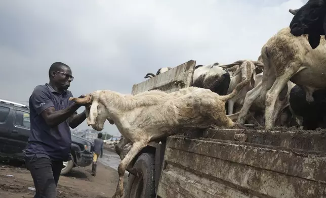 A worker offloads a ram from a truck to be sold ahead of Eid Al-Adha celebrations at Kara market in Ogun South west Nigeria, Thursday, June 5, 2025. (AP Photo/Sunday Alamba)