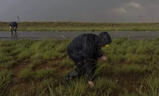 Northern Illinois University's Husky Hail Hunter members Joey Toniolo, right, and Tony Illenden, back left, pick up hail while in a hailstorm during a Project ICECHIP operation Friday, June 6, 2025, near Morton, Texas. (AP Photo/Carolyn Kaster)