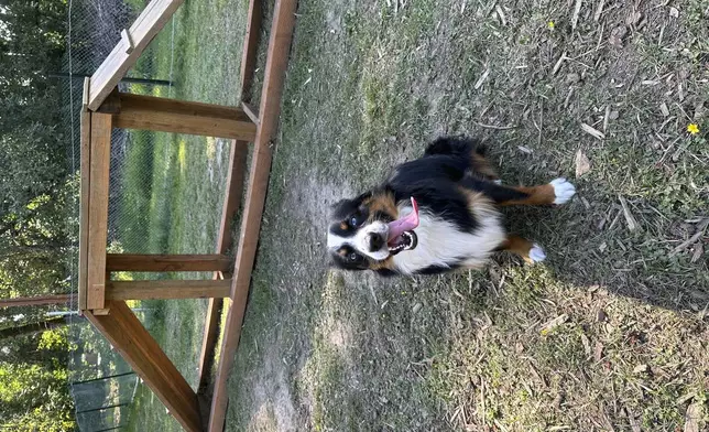 This undated photo released by Shelani Vanniasinkam shows her dog Roo appears by an obstacle course at one of his favorite Sniffspots in Puyallup, Wash. Sniffspots are locations that pet owners can rent by the hour for solo off-leash dog play. (AP Photo/Shelani Vanniasinkam)