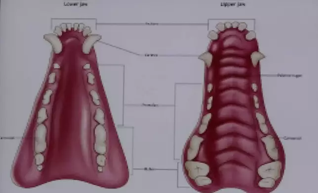 During testimony by forensic pathologist Dr. Marie Russell, a chart of canine dental anatomy, is projected by the defense, during the murder retrial of Karen Read in Norfolk Superior Court, Monday June 2, 2025, in Dedham, Mass. (Pat Greenhouse/The Boston Globe via AP, Pool)