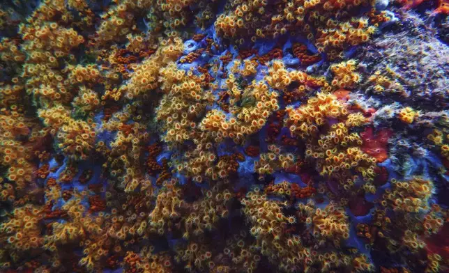Yellow cluster anemone is visible in the protected area of France's Porquerolles National Park ahead of the U.N. Ocean Conference on Friday, June 6, 2025. (AP Photo/Annika Hammerschlag)