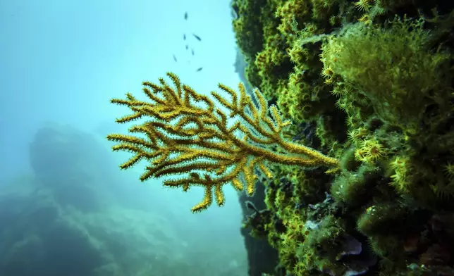 Coral is visible in the protected area of France's Porquerolles National Park ahead of the U.N. Ocean Conference on Friday, June 6, 2025. (AP Photo/Annika Hammerschlag)