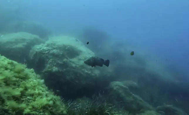 A grouper swims in the protected area of France's Port-Cros National Park ahead of the U.N. Ocean Conference, Saturday, June 7, 2025, (AP Photo/Annika Hammerschlag)