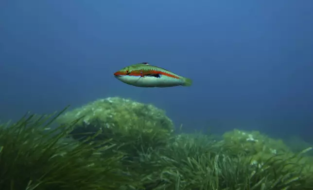 A rainbow wrasse swims in the protected area of France's Port-Cros National Park ahead of the U.N. Ocean Conference, Saturday, June 7, 2025, (AP Photo/Annika Hammerschlag)