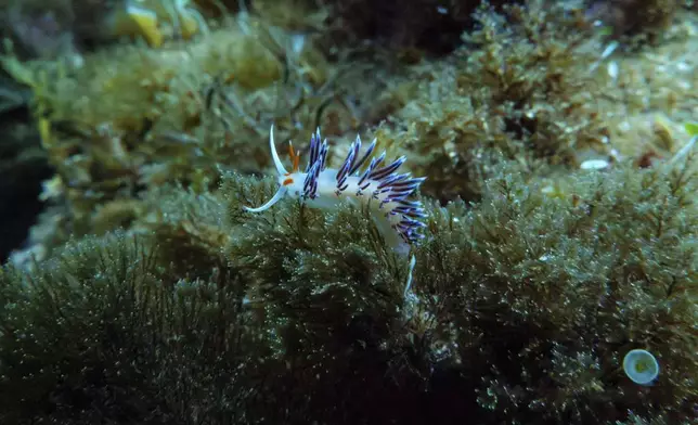 A wandering cratena, or nudibranch, is visible in the protected area of France's Porquerolles National Park ahead of the U.N. Ocean Conference on Friday, June 6, 2025. (AP Photo/Annika Hammerschlag)