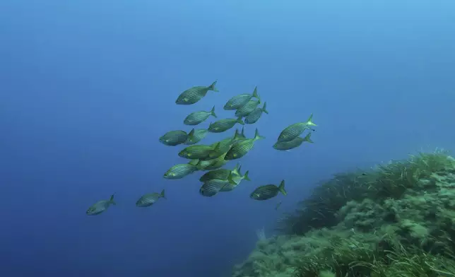 Saupe fish swim in the protected area of France's Port-Cros National Park ahead of the U.N. Ocean Conference, Saturday, June 7, 2025, (AP Photo/Annika Hammerschlag)