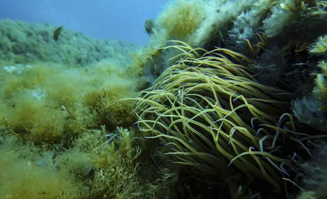 Anemone is visible in the protected area of France's Port-Cros National Park ahead of the U.N. Ocean Conference, Saturday, June 7, 2025, (AP Photo/Annika Hammerschlag)