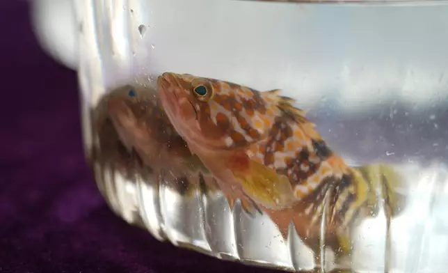 Fish restocking exercise held on National Fish Releasing Day 2025  Source: HKSAR Government Press Releases