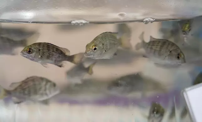 Fish restocking exercise held on National Fish Releasing Day 2025  Source: HKSAR Government Press Releases