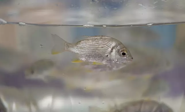 Fish restocking exercise held on National Fish Releasing Day 2025  Source: HKSAR Government Press Releases