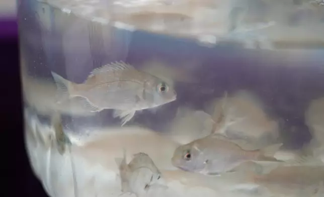 Fish restocking exercise held on National Fish Releasing Day 2025  Source: HKSAR Government Press Releases