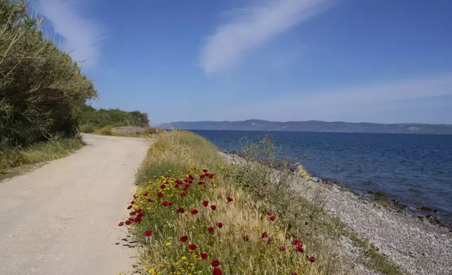 Flowers bloom along the shore of Skala Sikamias, where thousands of refugees arrived by dinghies from Turkey during the height of the migrant crisis a decade ago, on the Greek island of Lesbos, Thursday, May 15, 2025. (AP Photo/Petros Giannakouris)