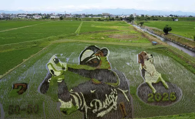 Rice paddy artwork showing baseball star Los Angeles Dodgers' Shohei Ohtani and his dog Decoy is seen in his hometown of Oshu, Iwate Prefecture, Japan, Saturday, June 28, 2025. (AP Photo/Gregorio Borgia)