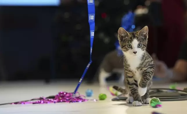Meatball the kitten plays on Wednesday, June 4, 2025, at the Associated Press bureau in New York. (AP Photo/Mary Conlon)